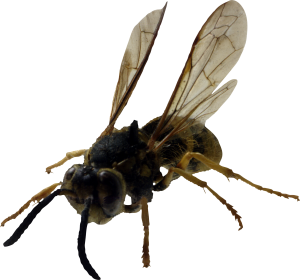 Bee PNG image-4293